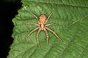 Philodromus_aureolus_D4849_Z_90_Les Gris_Frankrijk